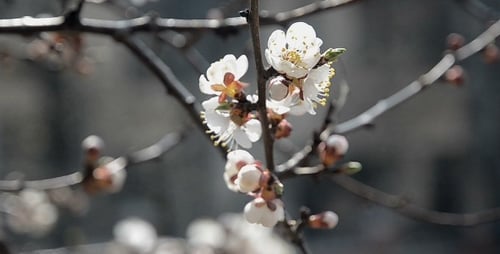 Tree Branch Spring Flowers Fruits 1