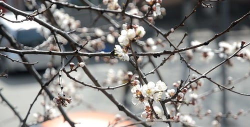 Wood Car Spring Flowers Branches People City 2