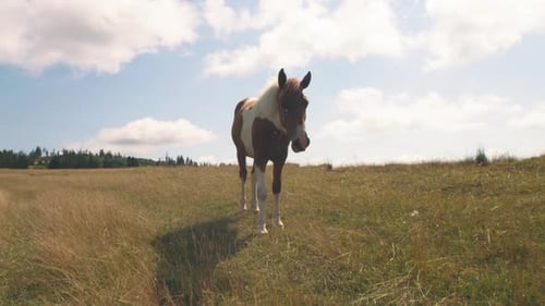 Horse Grazing Near Herd on Field