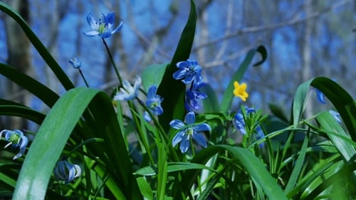 Snowdrop Flowers In Spring Season