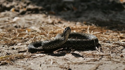 Snake Coiled on the Ground in the Sunlight