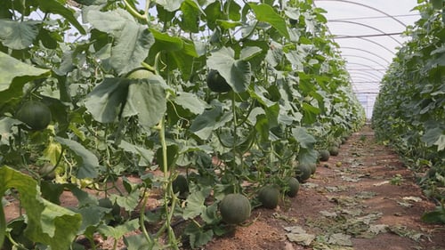 Plantations de melons en serre