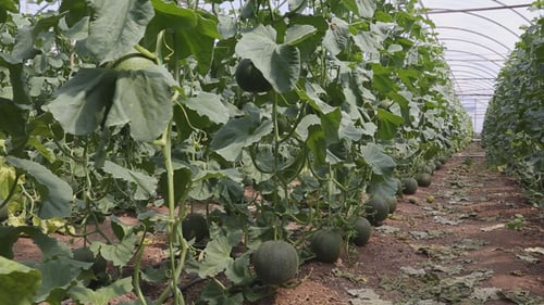Plantations de melons dans la serre 2