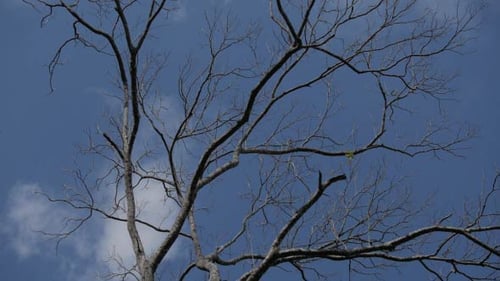 Bare Tree Against Blue Cloudy Sky