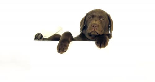 Brown Labrador Retriever, Puppy standing in a Box on White Background, Normandy, Slow Motion 4K