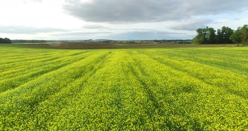 Aerial View Of Yellow Rapeseed Field 3