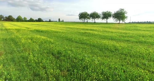 Aerial View Of Yellow Rapeseed Field 4