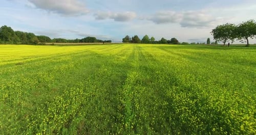 Aerial View Of Yellow Rapeseed Field 7