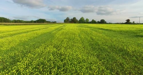 Aerial View Of Yellow Rapeseed Field 8
