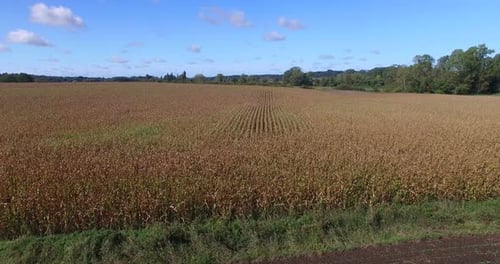 Luftaufnahme und Wanderaufnahme durch Linien von Cornfield 1