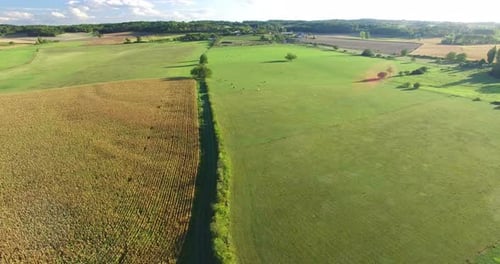 Aerial View Of Cornfield And Meadows With Cows 1