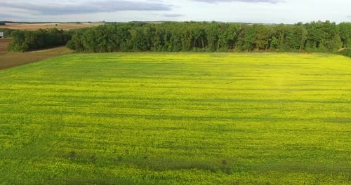 Aerial View Of Yellow Rapeseed Field 14