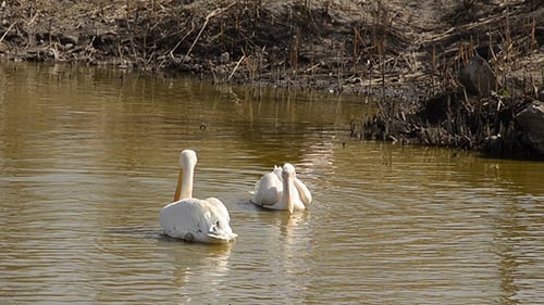 Two Pelican Swimming in a Pond