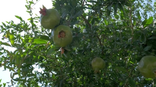 Unripe Pomegranates Growing on Tree in Sunlight