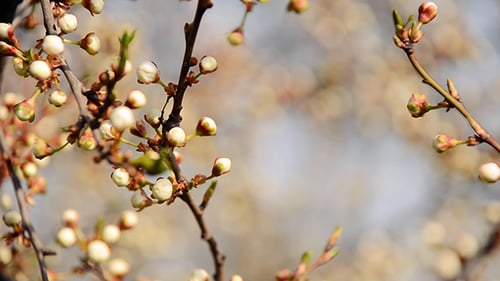Branch With Flowers Unblown