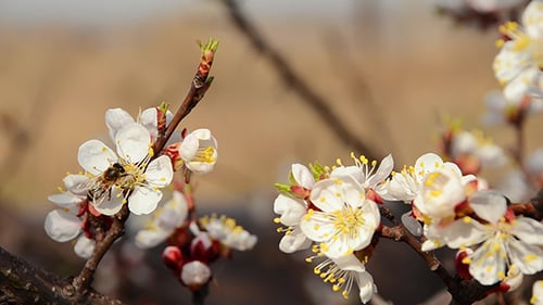 Honeybee Collecting Pollen on Apricot Blossoms in Spring