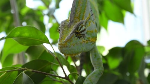 Caméléon sur une branche d'arbre