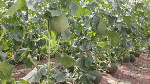 Plantations de melons dans la serre 3