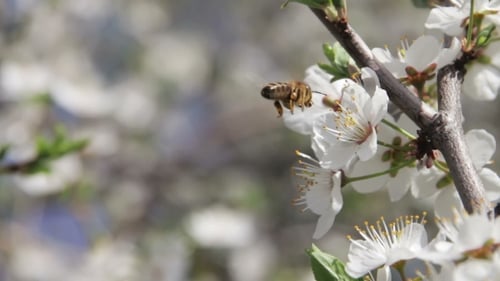 Fleur d'abricot fleurissant et abeille au printemps
