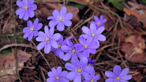 The First Spring Flowers In The Wild Forest