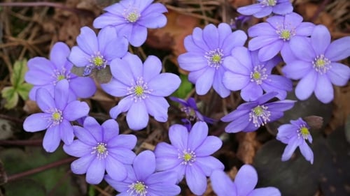 The First Spring Flowers In The Wild Forest.