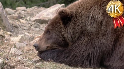 Brown Bear Resting in a Natural Habitat