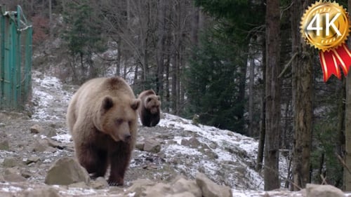Two Brown Bears Walking in Snowy Forest