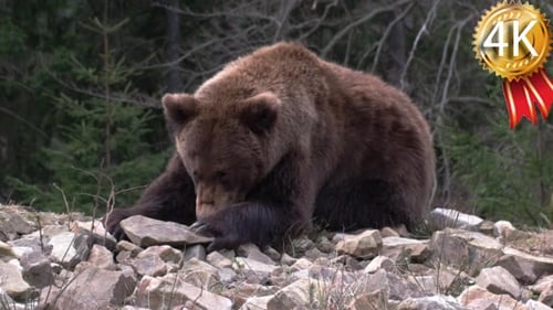 Brown Bear Sitting and Walking in Forest Setting