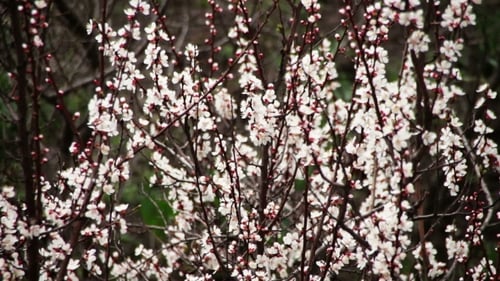 Apricot Flower Blooming In Spring