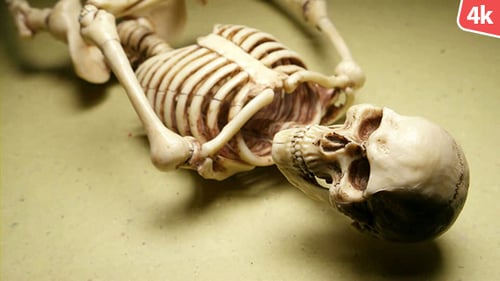 Human Skeleton 263