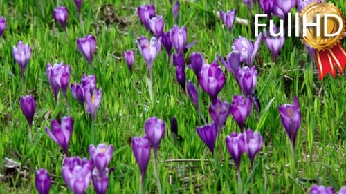 Crocus is a Genus of Flowering Plants in the Iris