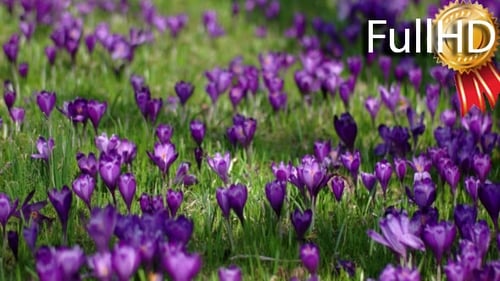 Feld der blühenden Krokusse in den Bergen bei