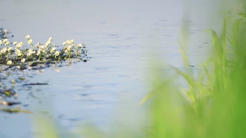 Water Moving On Lakeshore During Sunny Day