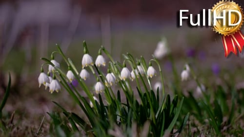 Blühende Schneeglöckchen im Frühjahr