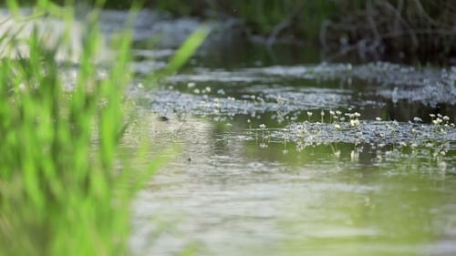 Water Moving On Lakeshore During Sunny Day