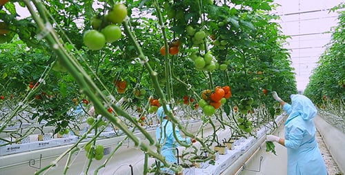 Tomates de serre 2