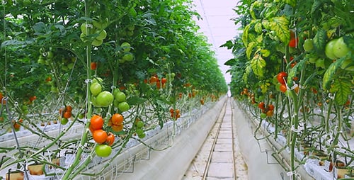 Tomates de serre 3