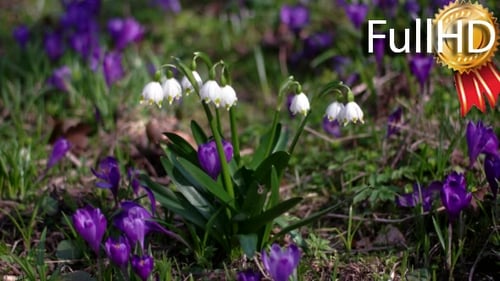 Spring Snowflake Flowers, Leucojum Vernum, Group