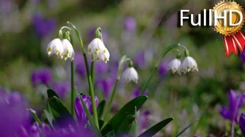 Frühlingsschneeflockenblüten, Leucojum vernum, Gruppe