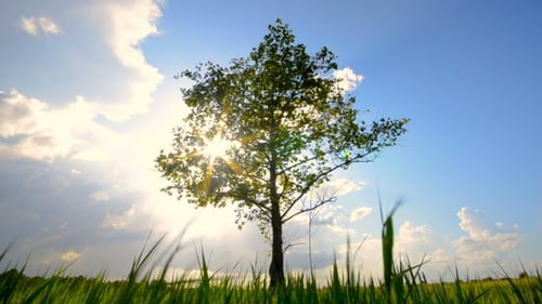 Lone Tree Stands in a Peaceful Meadow