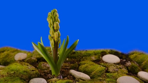 Hyacinth Blossom Chroma Key