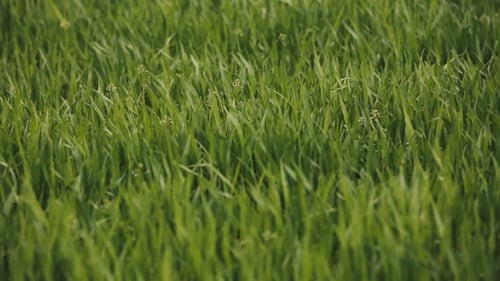 Field Of Green Wheat Leaves