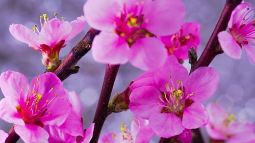Close-Up of Pink Blossoms Blooming in Spring