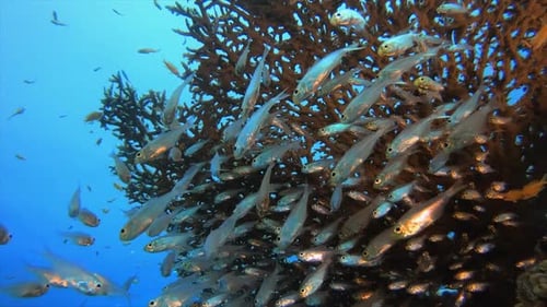 Underwater Sea Tropical Life Glass-Fish