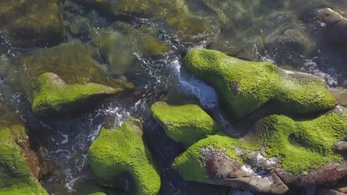 Seetang auf Felsen