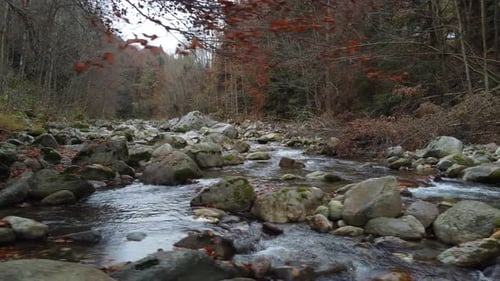 Autumn mountain river, fall forest red trees foliage aerial view