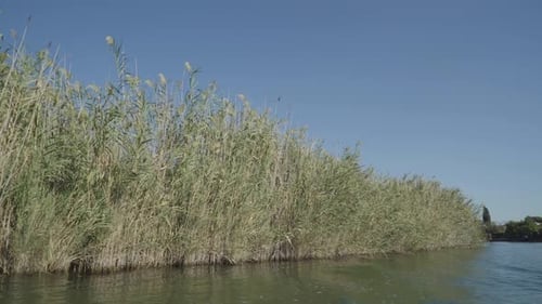 Reeds in the River 4K
