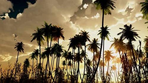 Palmeras al atardecer con nubes 11
