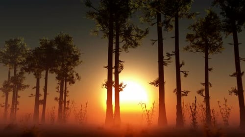Sunset Beams Through Trees 3