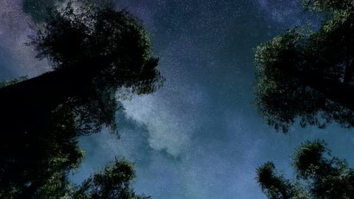 Twinkling Starry Night Sky Through Forest Trees